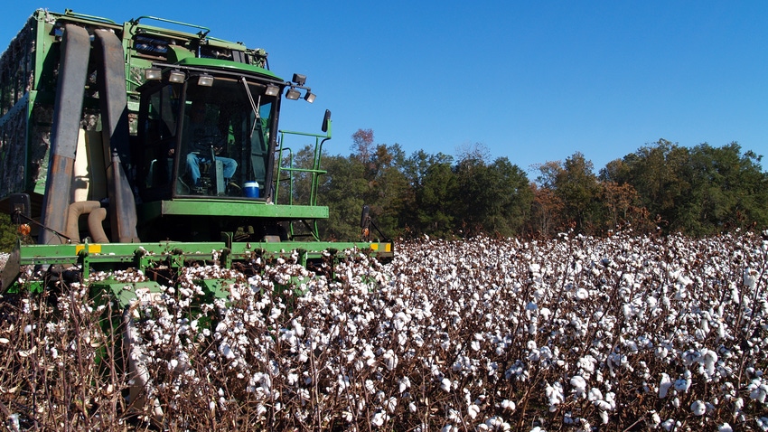 cotton field