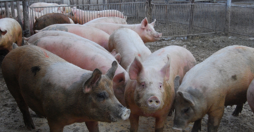 Hogs in pen Hogs in pen