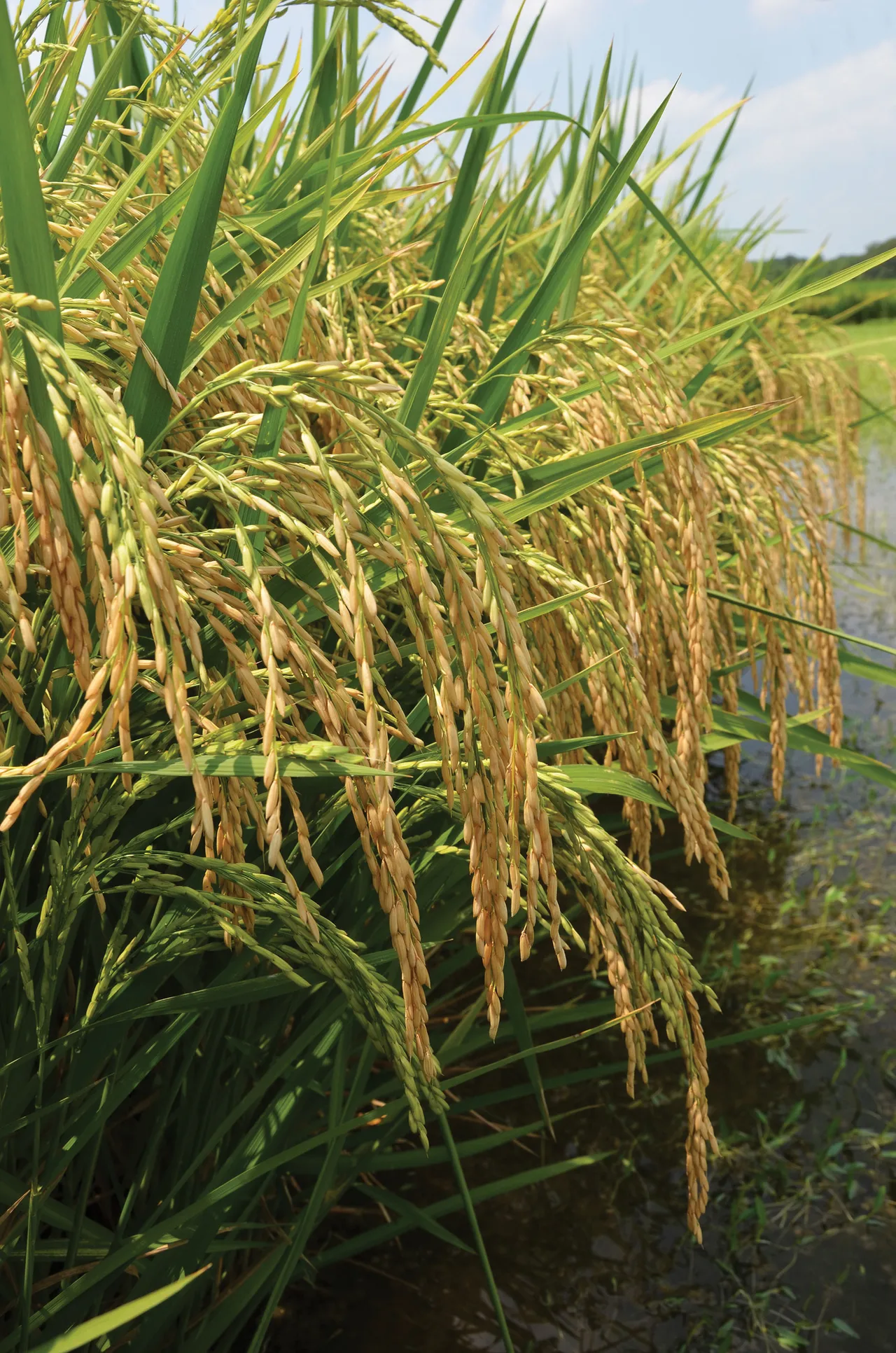 Th82 Rice Hybrid rice breeding advances at LSU AgCenter