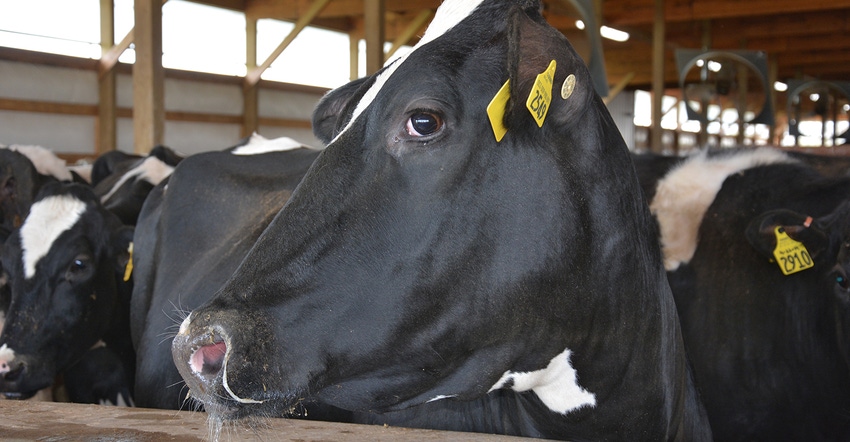 Holstein head profile
