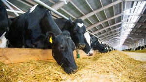 Dairy cows eating feed