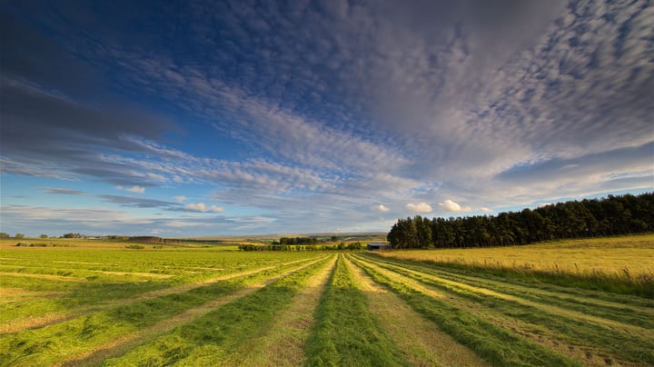 Beyond the weather: What's really killing your hay yields?