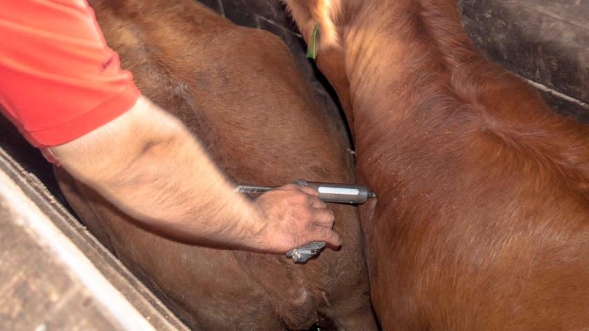 cow getting a vaccine