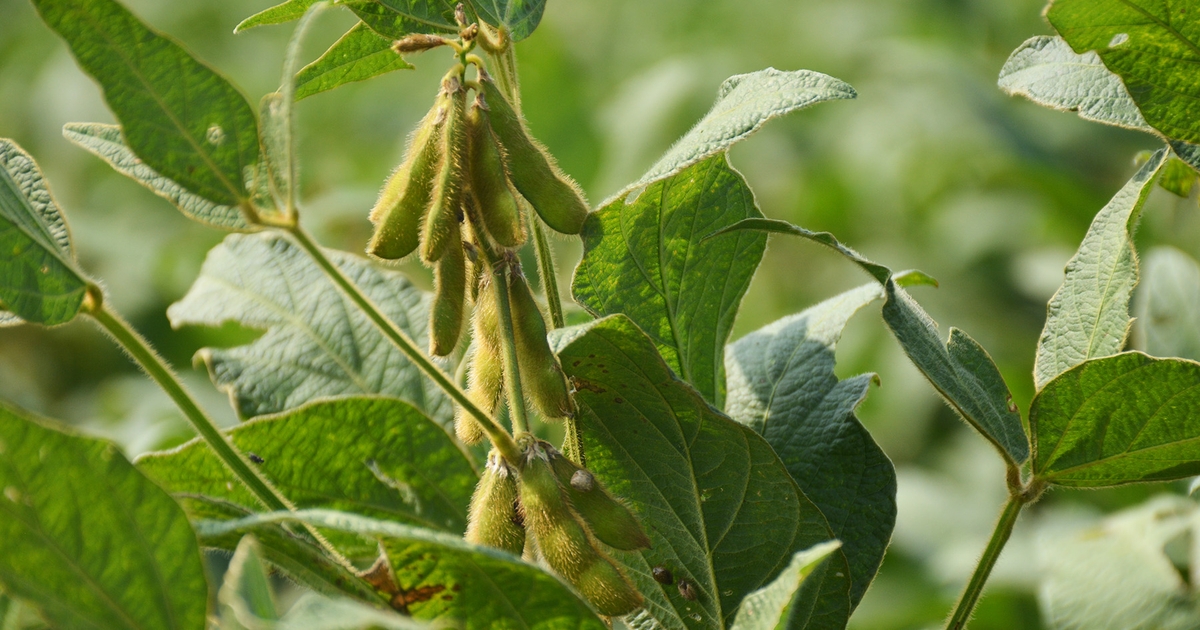 What maturity group soybeans do best in South Carolina?