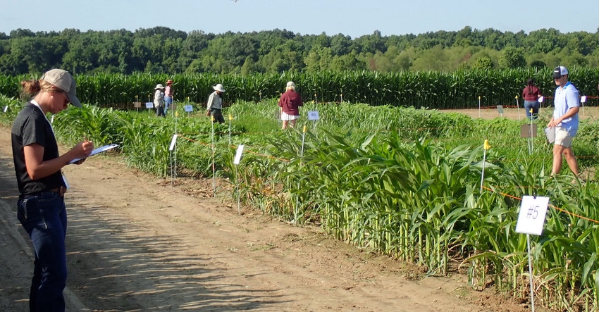 Herbicide Symptomolgy SWSS Herbicide Symptomolgy SWSS