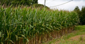 Close-up of edge of corn field