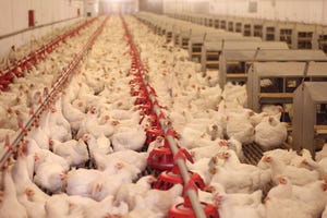 poultry-chicken-farm-ThinkstockPhotos-509008869.jpg