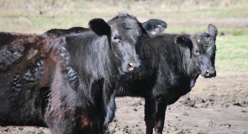 brad-haire-farm-progress-cows-ga-4-a-b.jpg brad-haire-farm-progress-cows-ga-4-a-b.jpg