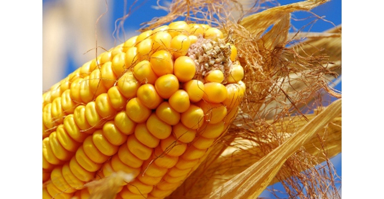 Corn ear closeup