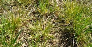 Closeup of wheat varieties with improved resistance to Wheat Streak Mosiac 