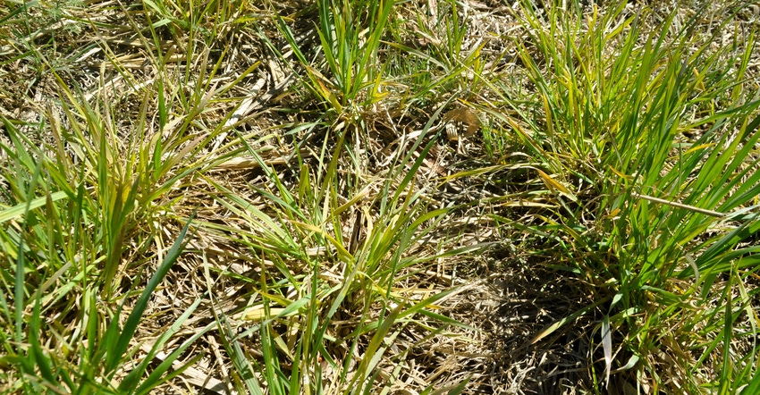 Closeup of wheat varieties with improved resistance to Wheat Streak Mosiac 