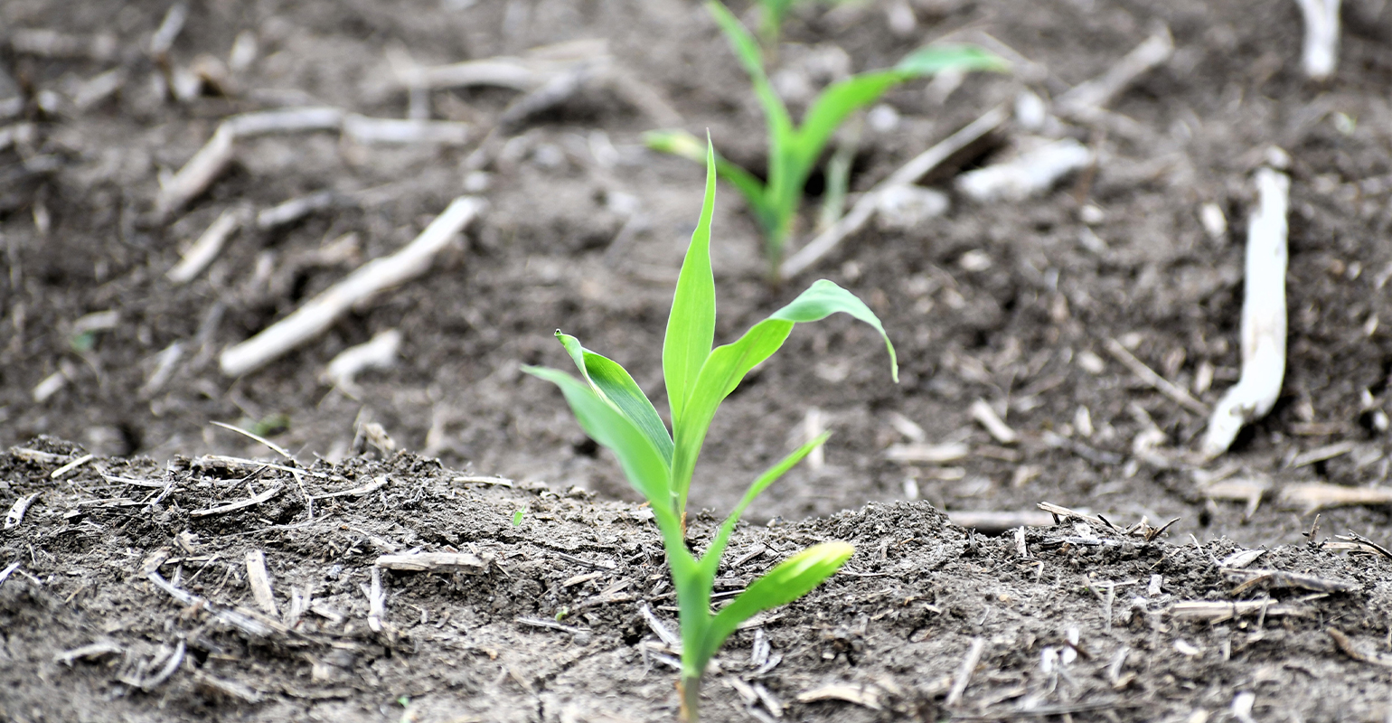 What Does Corn Seedlings Look Like: Essential Guide for Gardeners