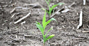 dfp-adismukes-corn-seedling-feature-image.jpg
