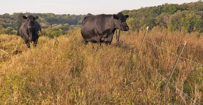 2 Black Angus cows in grassy field