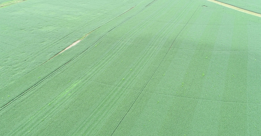 aerial view of a soybean field