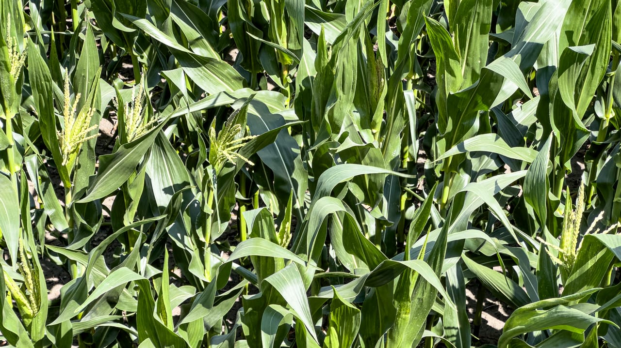 Corn Pollination Timing 5 pre-pollination steps to maximize your corn's kernel count at harvest