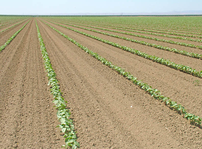 Wide row, 60-inch cotton on tomato beds shows promise | Farm Progress