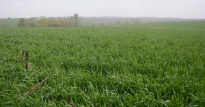 Cereal rye 