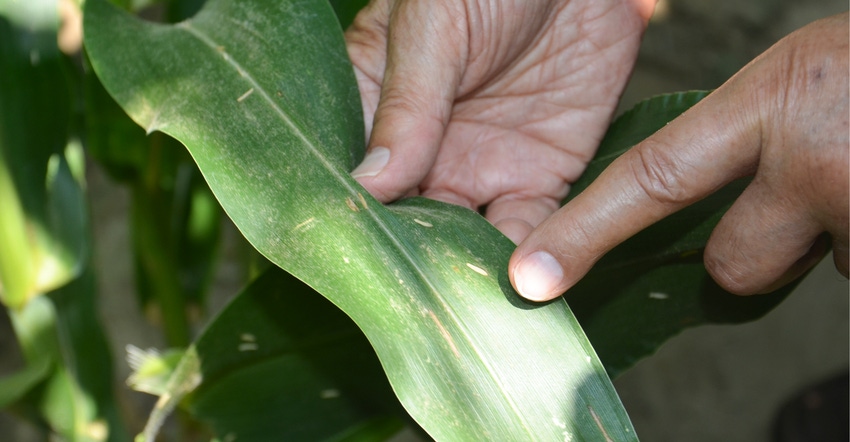 disease lesions on corn leaves