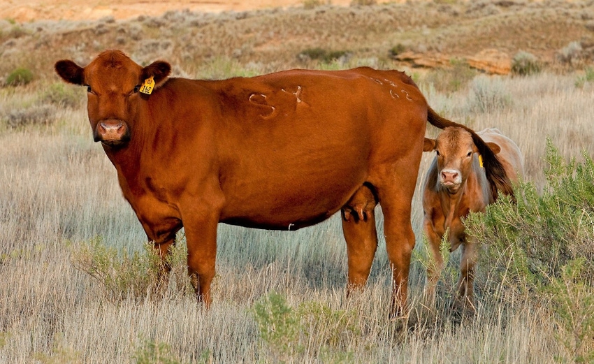 Cow Cow