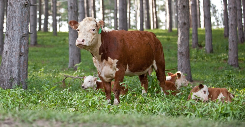 Hereford cow in the pasture with calves laying in the grass