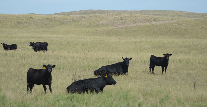 beef cows and calves in field
