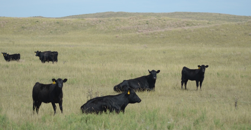 beef cows and calves in field beef cows and calves in field