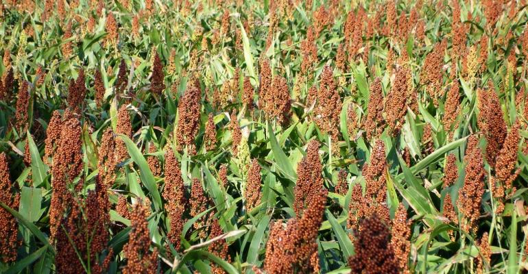 sorghum_0.jpg sorghum_0.jpg