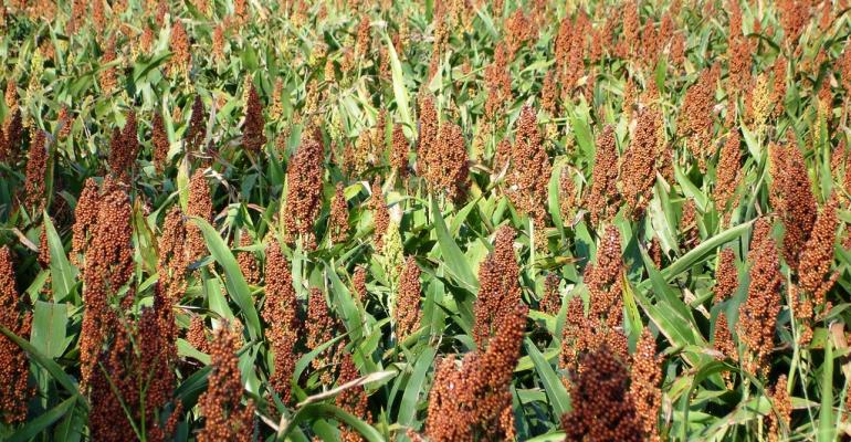 sorghum_0.jpg