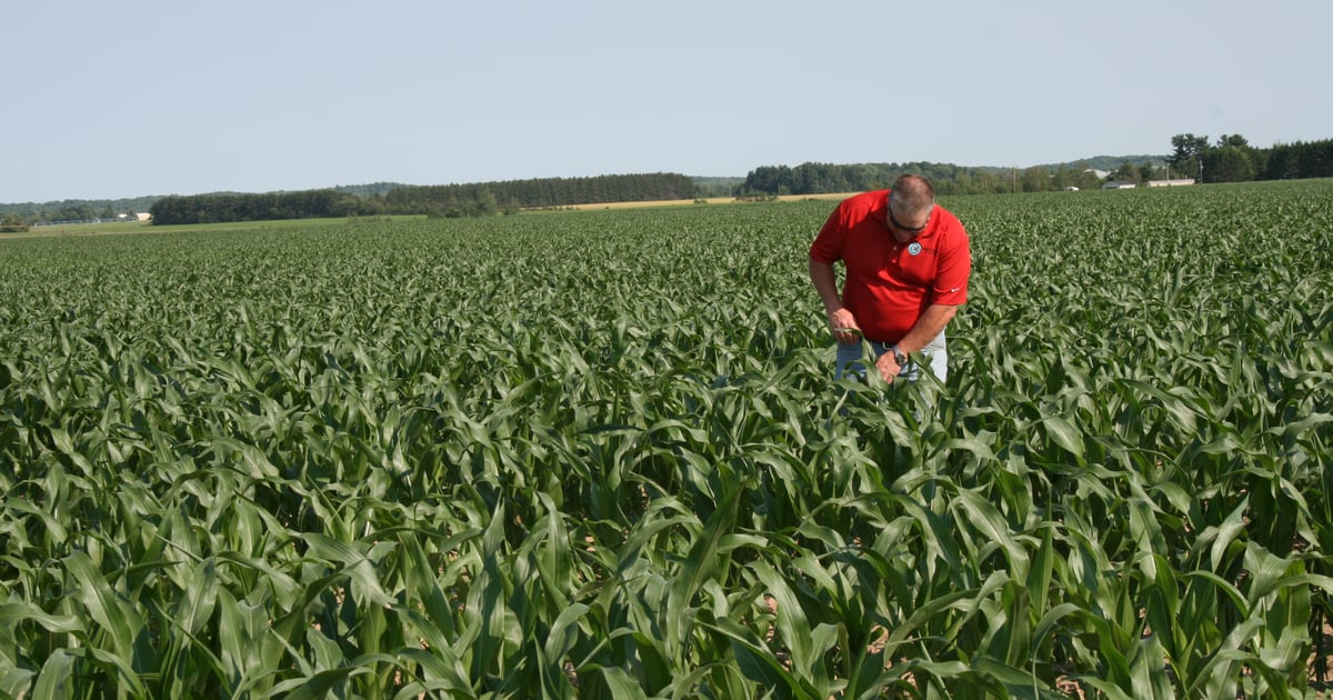 Maximize your time spent plant tissue sampling