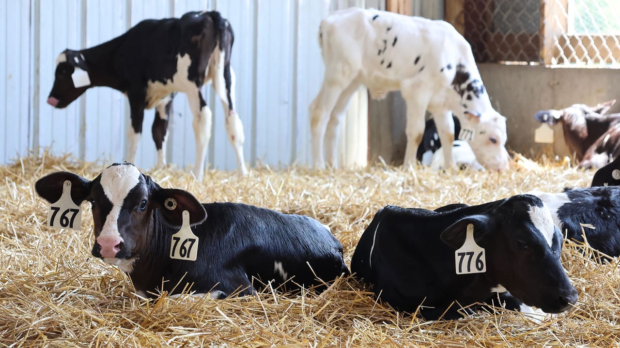 Mindy Ward - Dairy calves