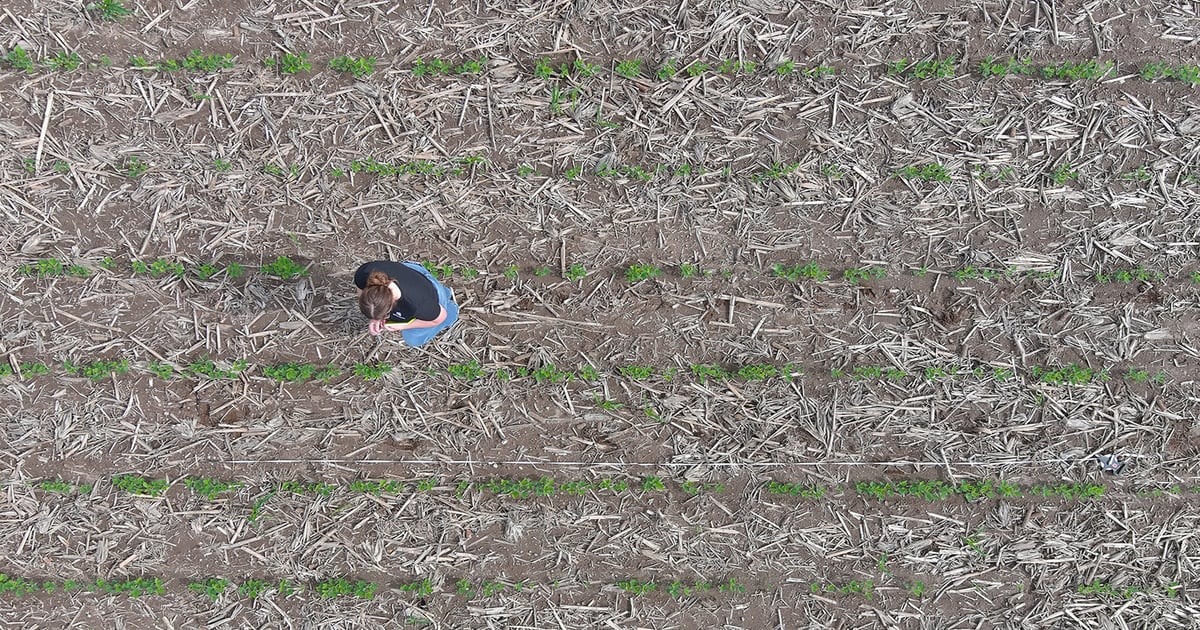 High-tech or hula hoop for soybean stand counts?