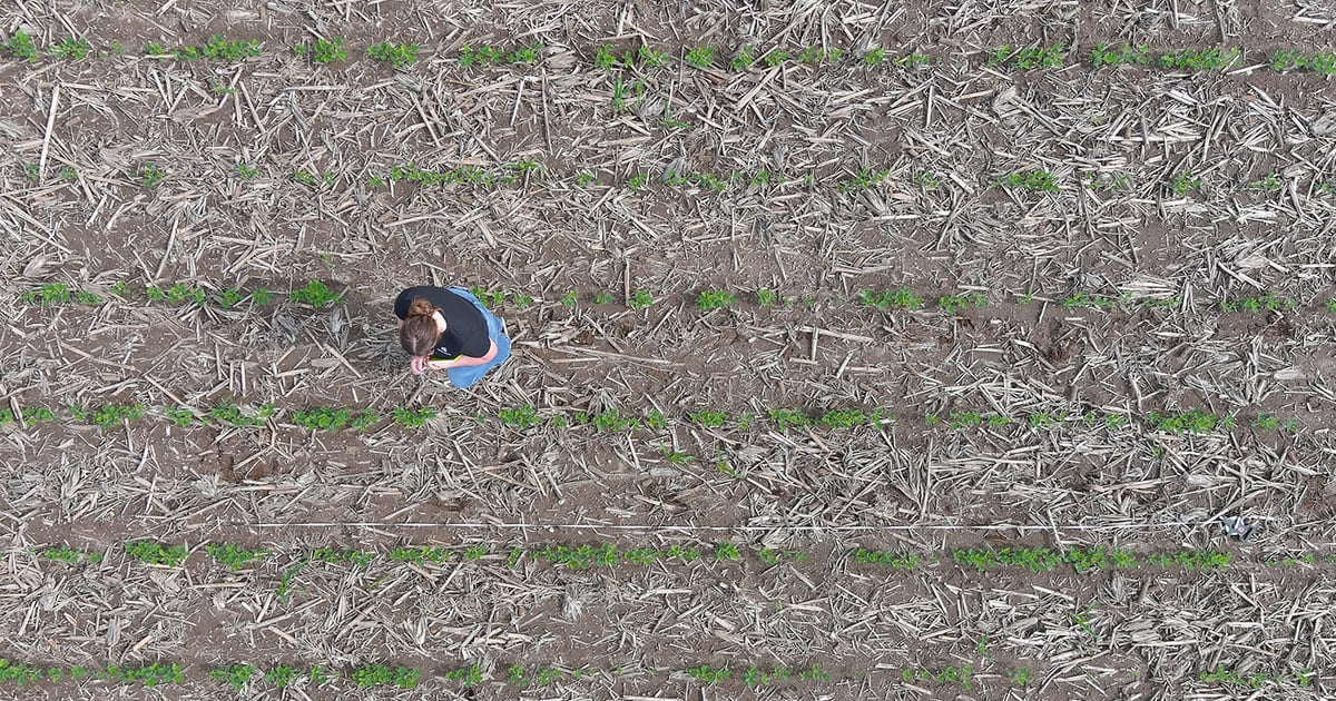 High-tech or hula hoop for soybean stand counts?