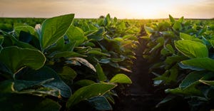 soybean field at sunset