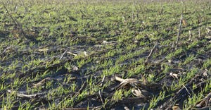 Cover crops 