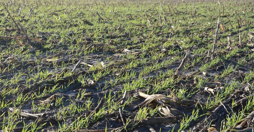 Cover crops Cover crops
