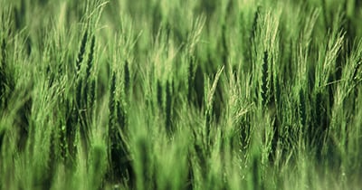 Syngenta introduces new hard red spring wheat