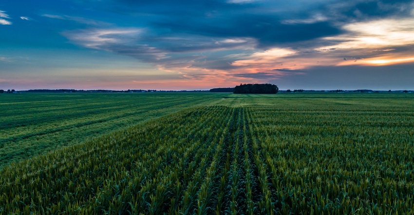 Landscape of cornfield at dusk