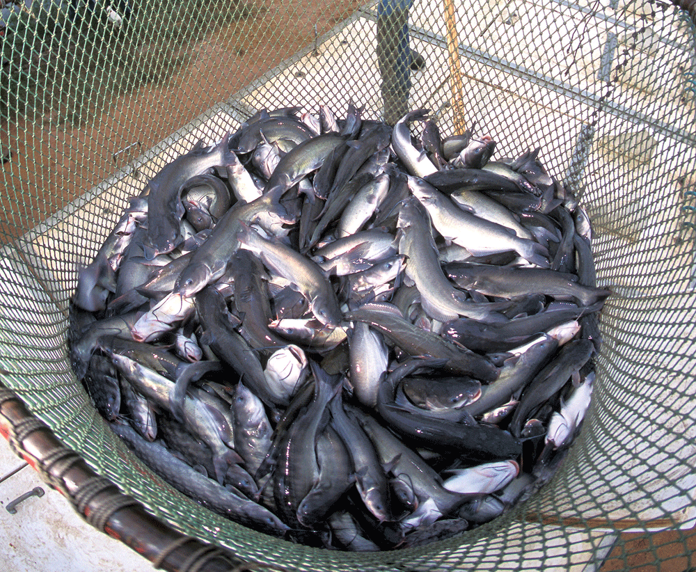 Survey looks to get handle on Southeast catfish numbers