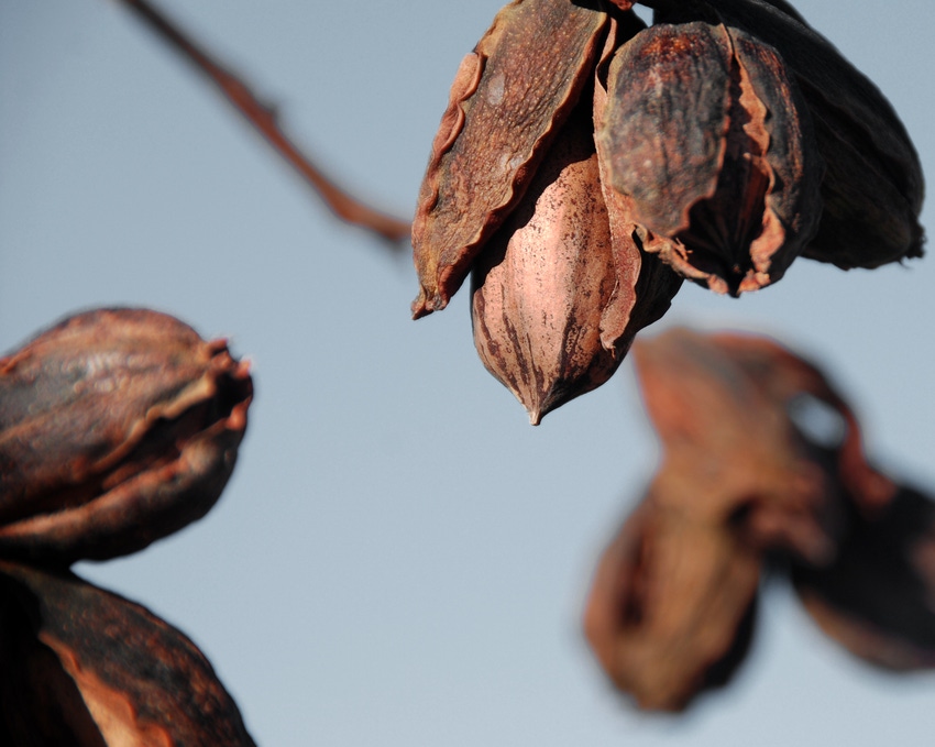 pecan ready for harvest