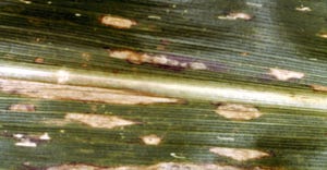 A close up of a corn stalk leaf with brown stripes and spots, signs of southern corn leaf blight