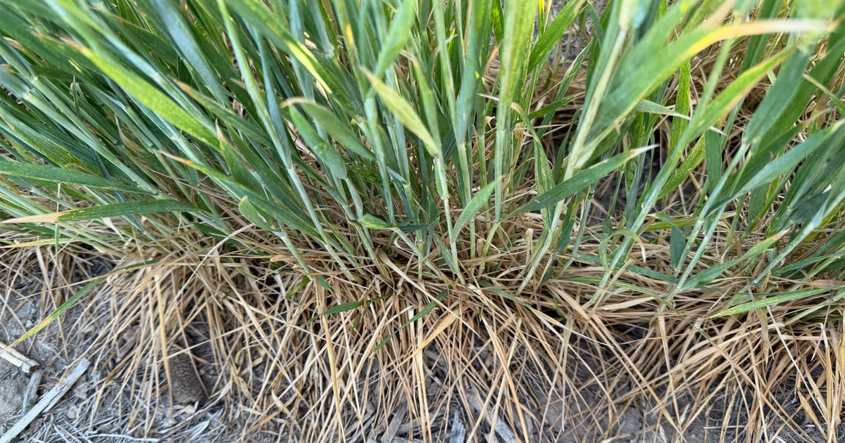 Wheat Tour estimates Kansas crop of 218 million bushels