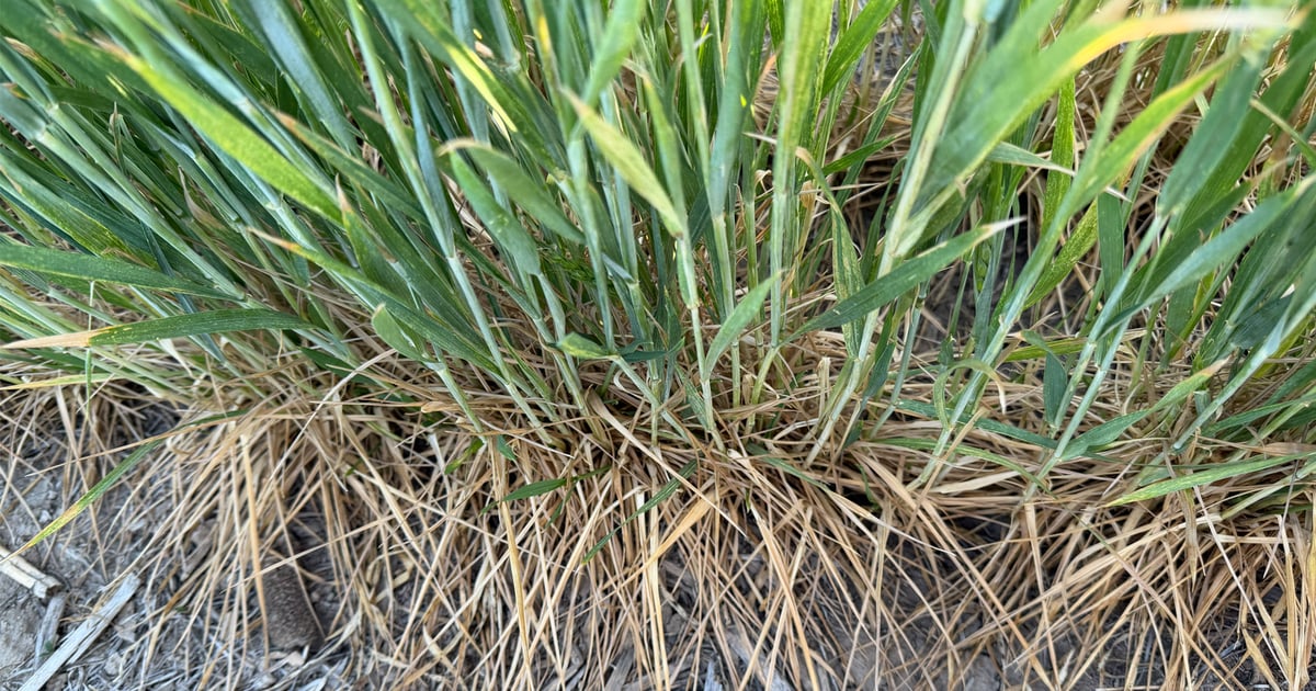 Wheat Tour estimates Kansas crop of 218 million bushels