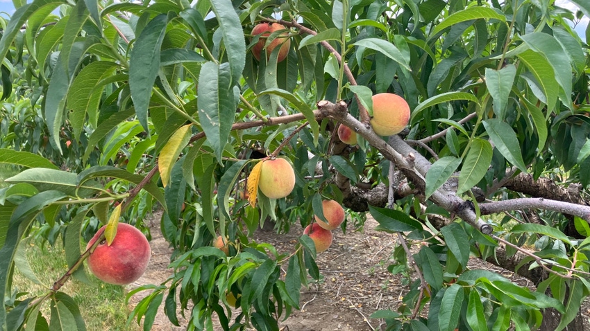 Rich May peaches will be among the first to be harvested on Dave Wenk’s farm in Gardners, Pa. Wenk