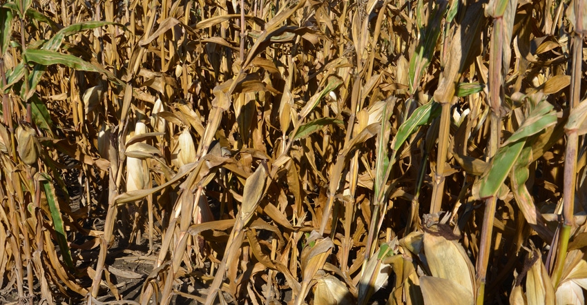 Goose-necked stalks of corn