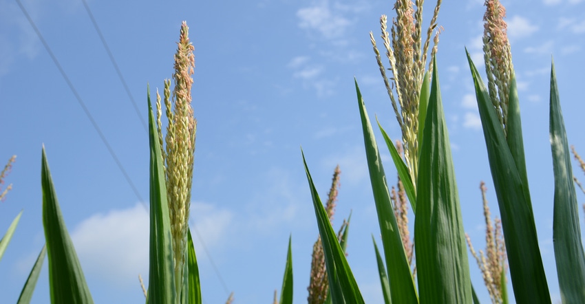 corn with tassels corn with tassels