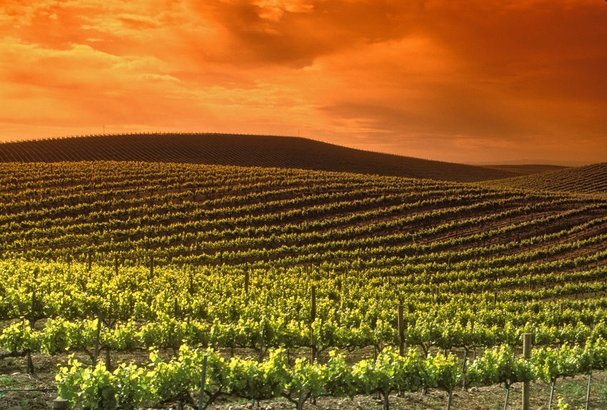 Napa-Valley-wine-country-GettyImages-956189464.jpg Napa-Valley-wine-country-GettyImages-956189464.jpg