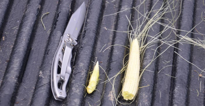 small corn ear from plant nearly at R1 stage lying on truck bed next to ear from an R1 plant