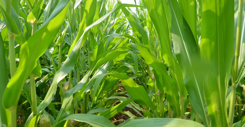 Cornstalks showing early signs of nitrogen deficiency 