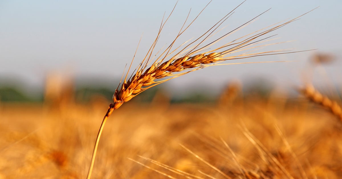 Production, price and profit prospects for 2027 wheat crop
